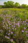 USA, Texas, Hill Country. Field with blooming verbena flowers. Art Print